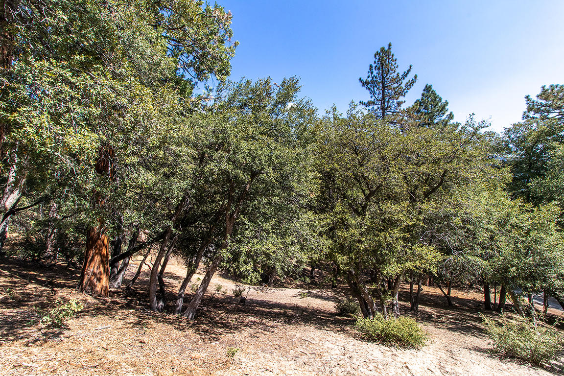 53174 Walters Drive Idyllwild, CA 92549 - Photo 43 of 55 a view of a tree