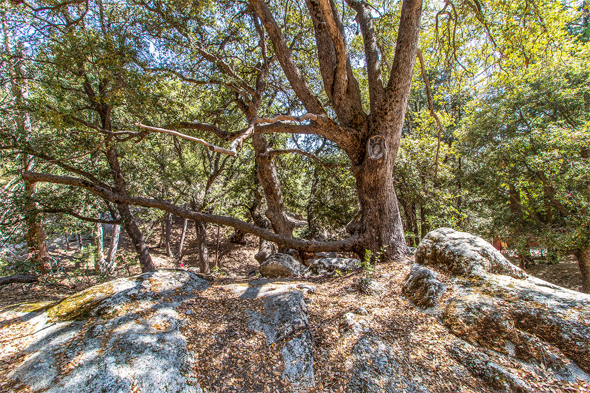 53174 Walters Drive Idyllwild, CA 92549 - Photo 50 of 55 a view of a forest with trees