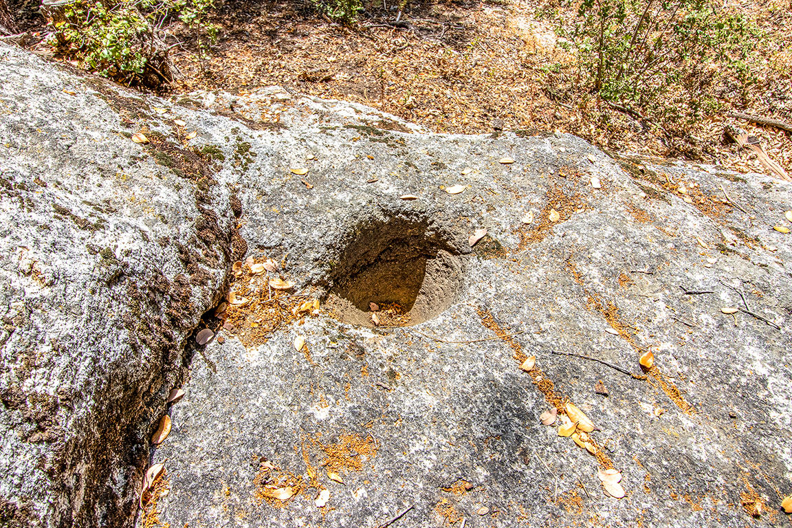53174 Walters Drive Idyllwild, CA 92549 - Photo 52 of 55 a close up of a tree