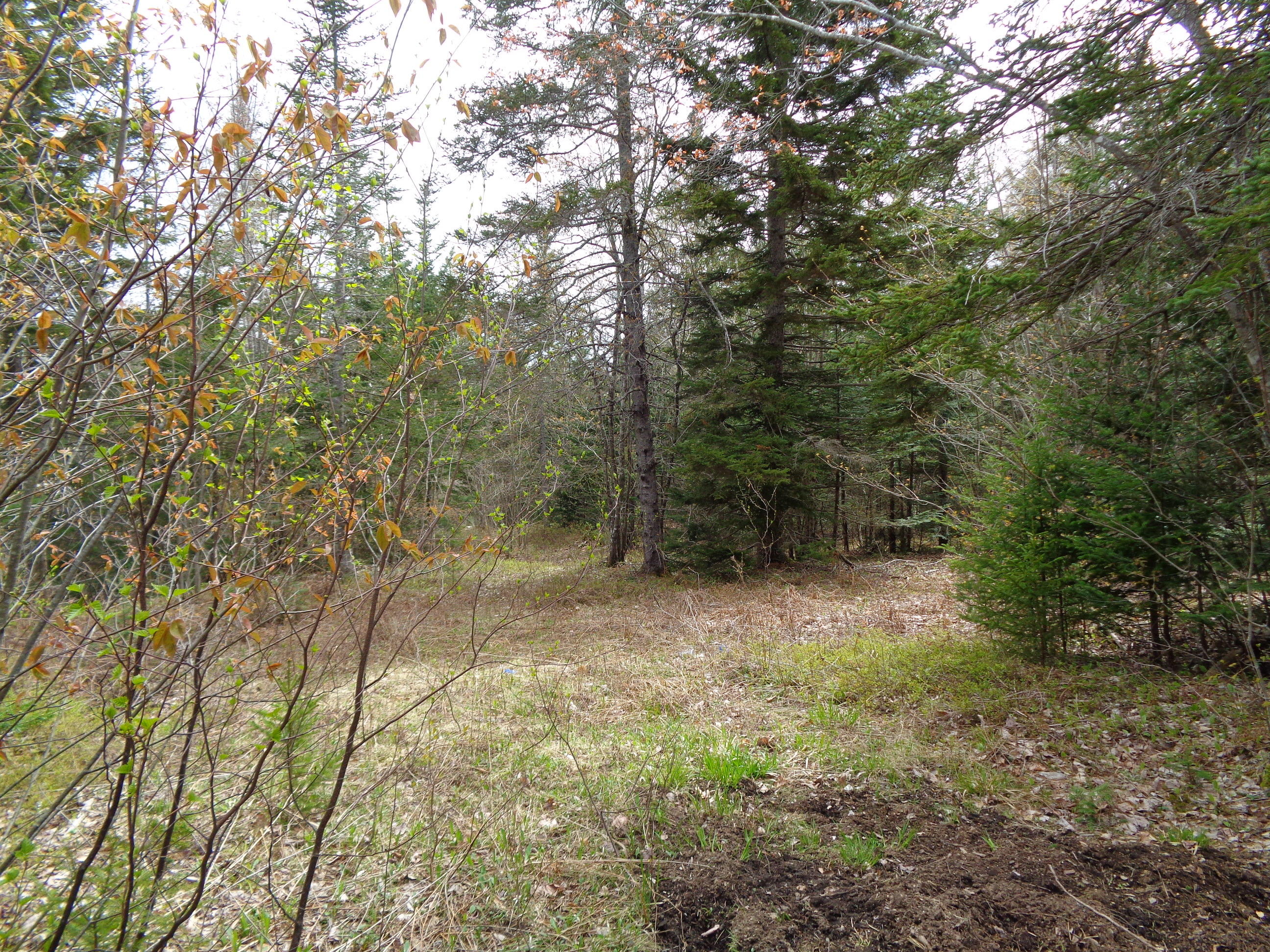 Lot 150 Flaherty Road Milbridge, ME 04658 - Photo 2 of 14 DSC02976