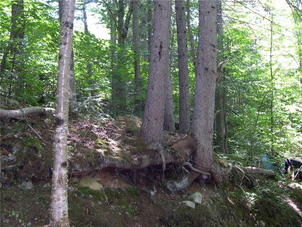 Lot 22 Alca Heights Road Oquossoc, ME 04964 - Photo 31 of 31 tree detail