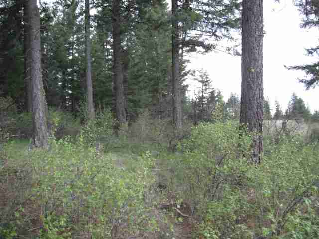 4325 A Lyon Hill Road Springdale, WA 99173 - Photo 4 of 8