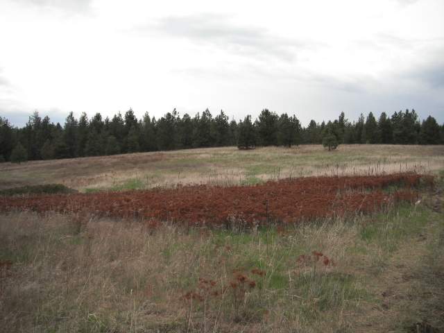 4325 A Lyon Hill Road Springdale, WA 99173 - Photo 8 of 8