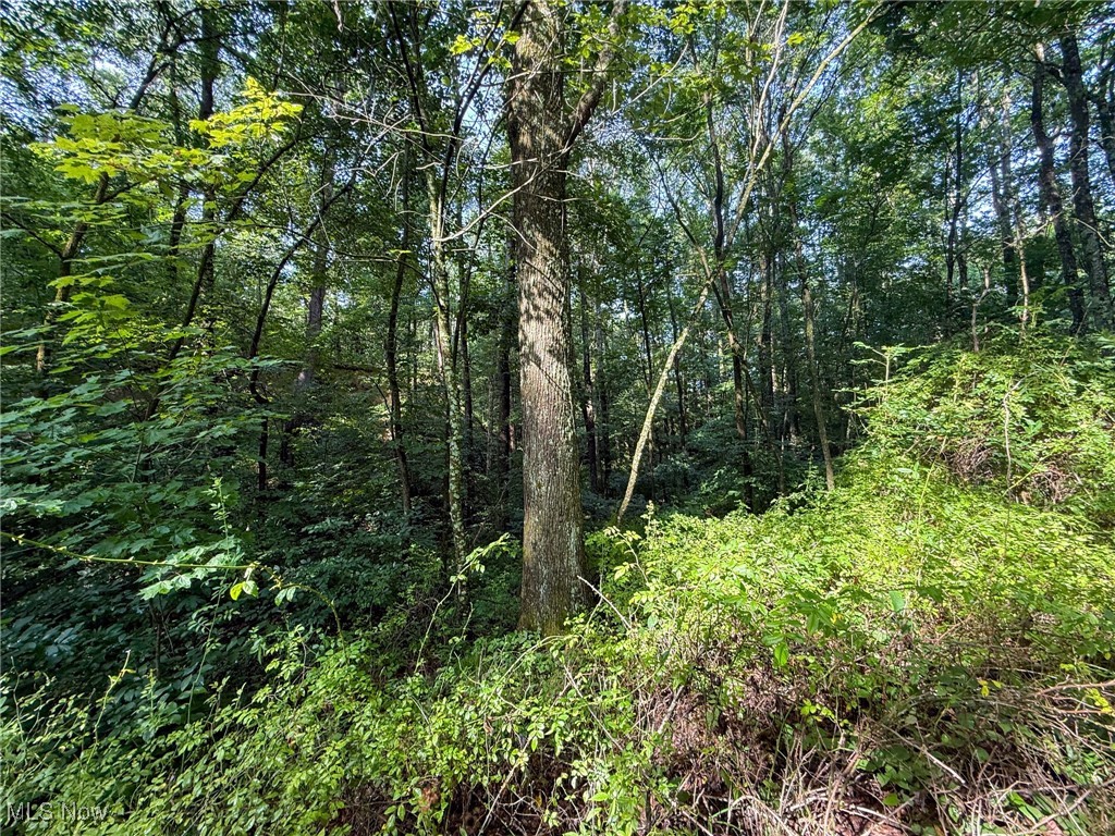 View of tree filled area