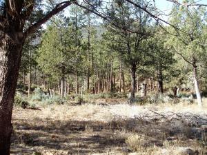 17033 Control Road Payson, AZ 85541 - Photo 7 of 28