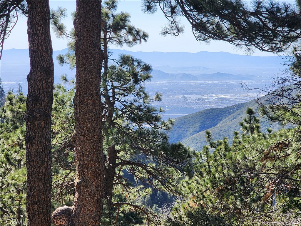 21657 Vista Road Cedarpines Park, CA 92322 - Photo 12 of 39 a view of a yard with a tree in the background