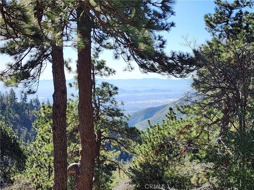 21657 Vista Road Cedarpines Park, CA 92322 - Photo 13 of 39 a view of a tree in a yard