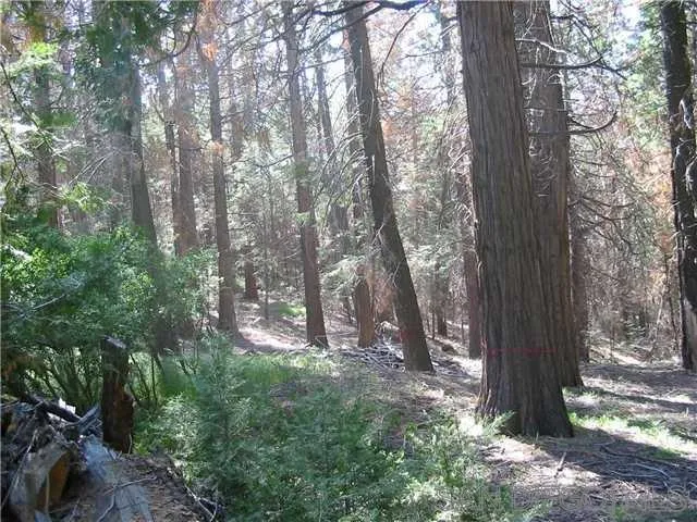 0 Crestline Road, Unit 25 Palomar Mountain, CA 92060 - Photo 1 of 1 a view of forest