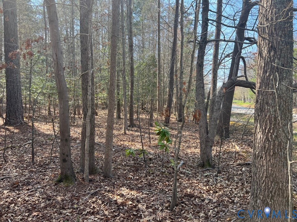 707 Greyledge Boulevard Chester, VA 23836 - Photo 9 of 10 a view of a yard with potted plants and large trees