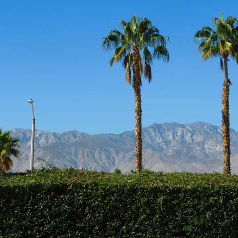 a palm tree sitting in front of a house with a yard