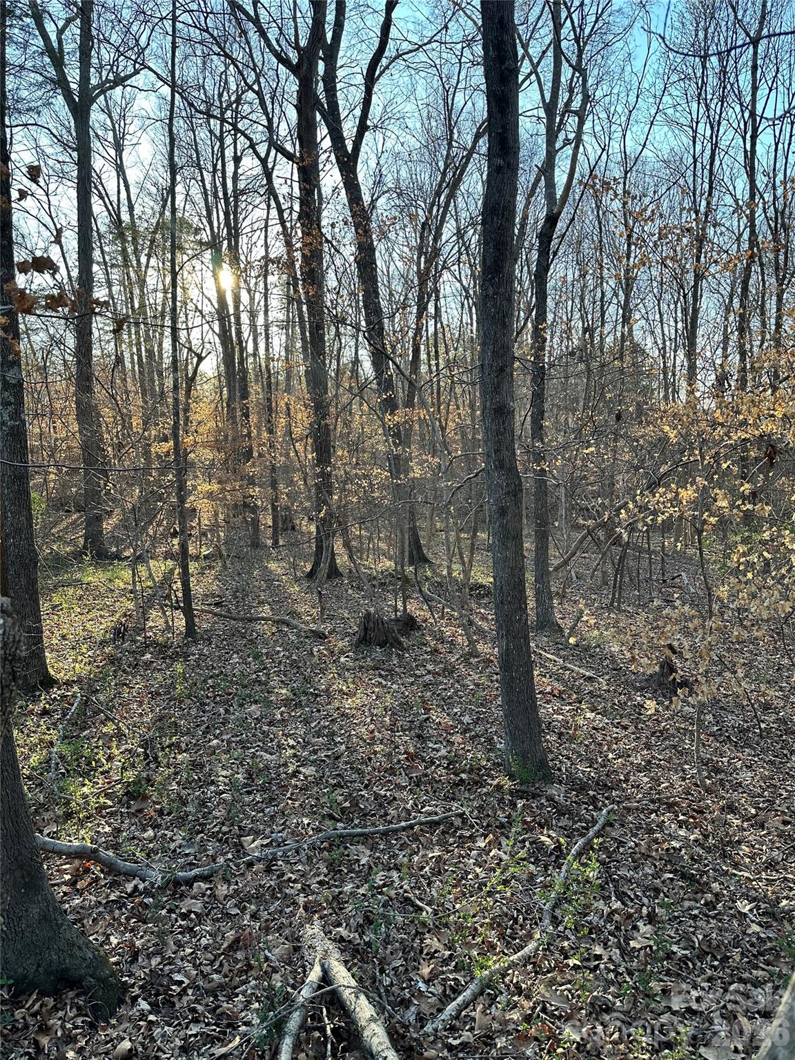 a view of a forest with trees