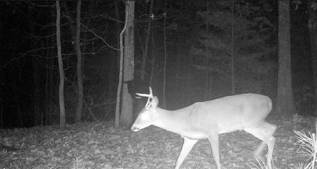 0 Hanes Road Northeast Ranger, GA 30734 - Photo 12 of 15 Gallery Image 12