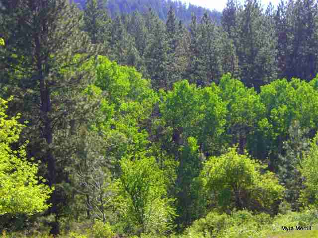 4808 South Dyer Road Spokane, WA 99223 - Photo 6 of 9