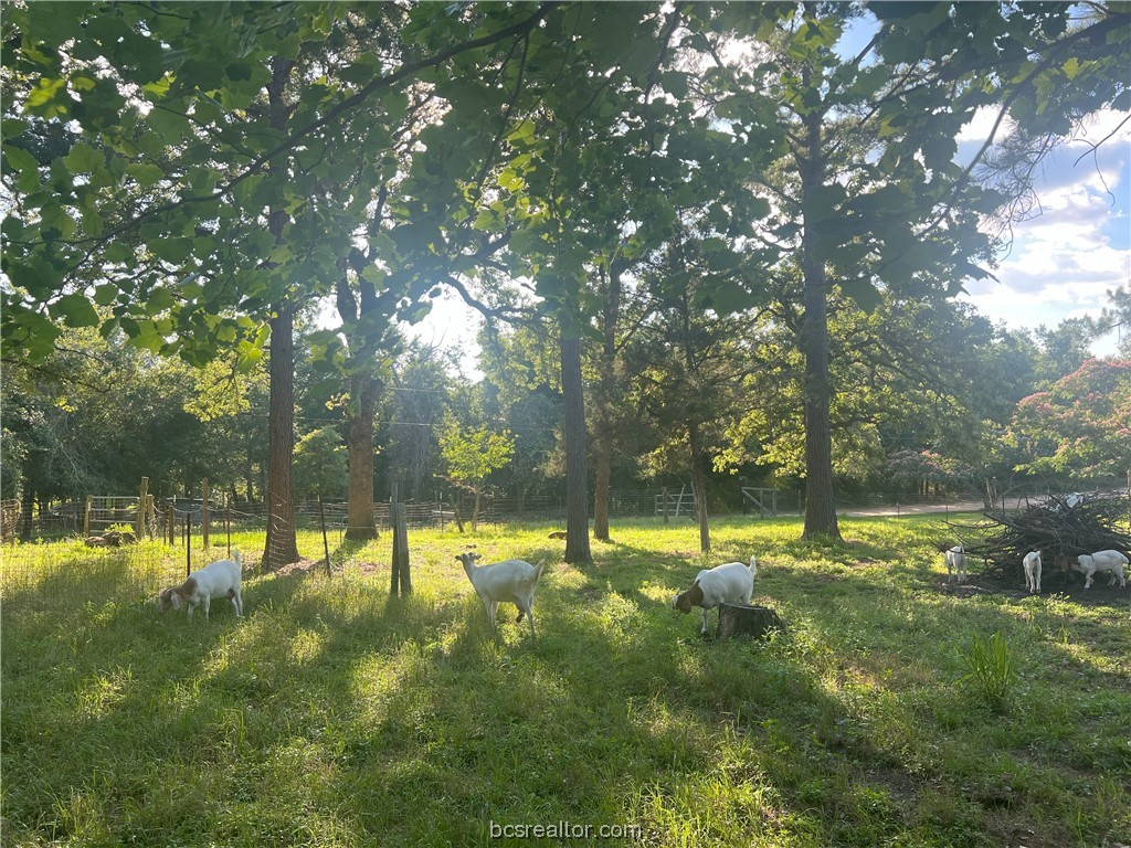 a view of yard with green space