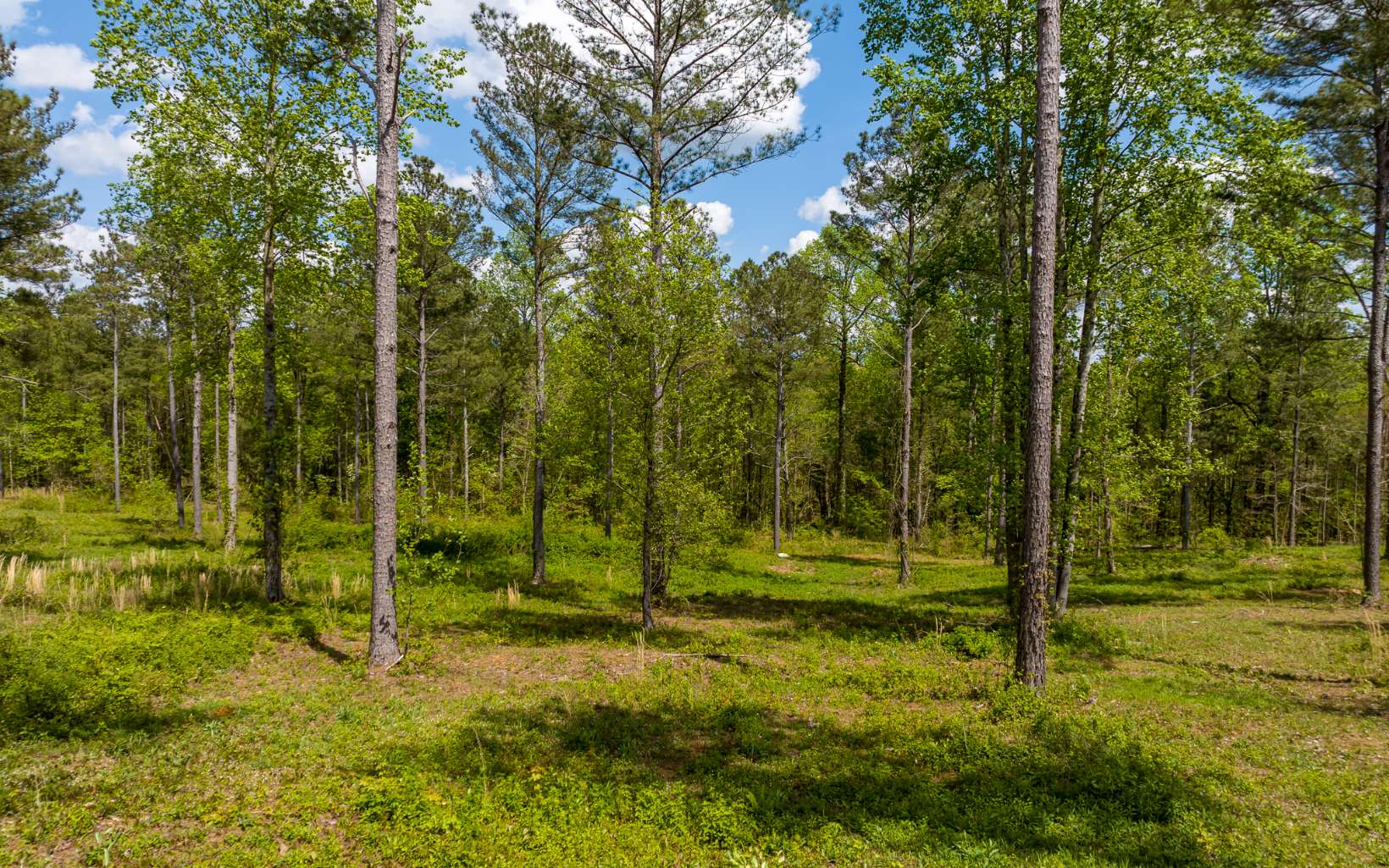 Wildlife Ridge Jasper, GA 30143 - Photo 1 of 12 Main View
