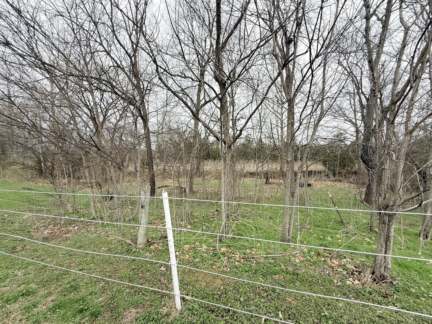 147 Hazel Road Simpson, IL 62985 - Photo 45 of 56 a view of a field with a trees
