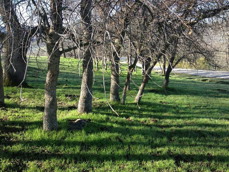 0 Rodeo Drive Sanger, CA 93657 - Photo 12 of 14 Gallery Image 12