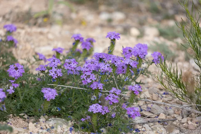 $197,000 | 440 Red Wright Road, Rio Frio, TX 78879