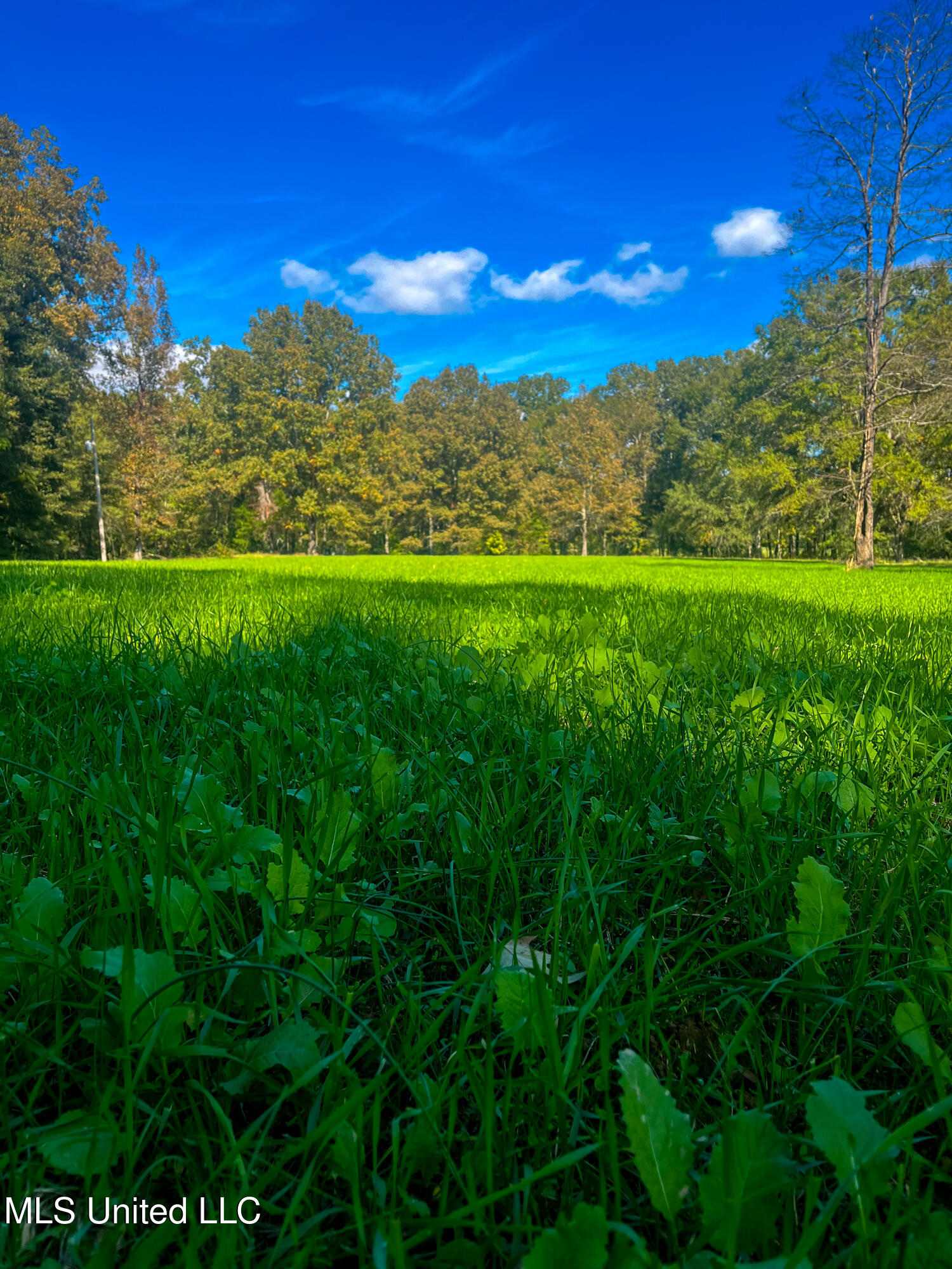 636 Livingston Vernon Road Flora, MS 39071 - Photo 12 of 27 IMG_7092-2
