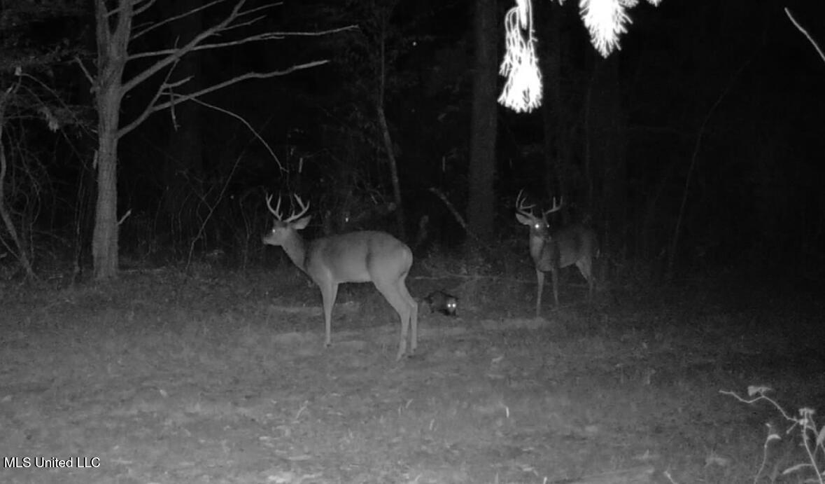 636 Livingston Vernon Road Flora, MS 39071 - Photo 25 of 27 IMG_7536