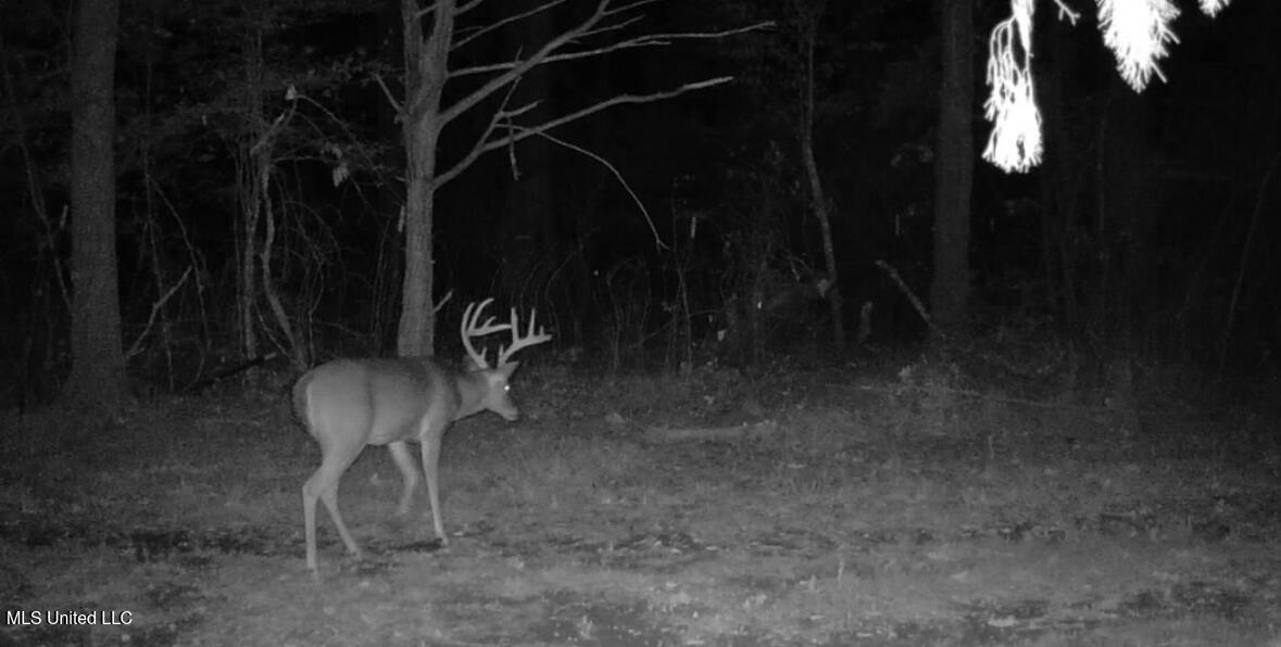 636 Livingston Vernon Road Flora, MS 39071 - Photo 26 of 27 IMG_7626 (1)