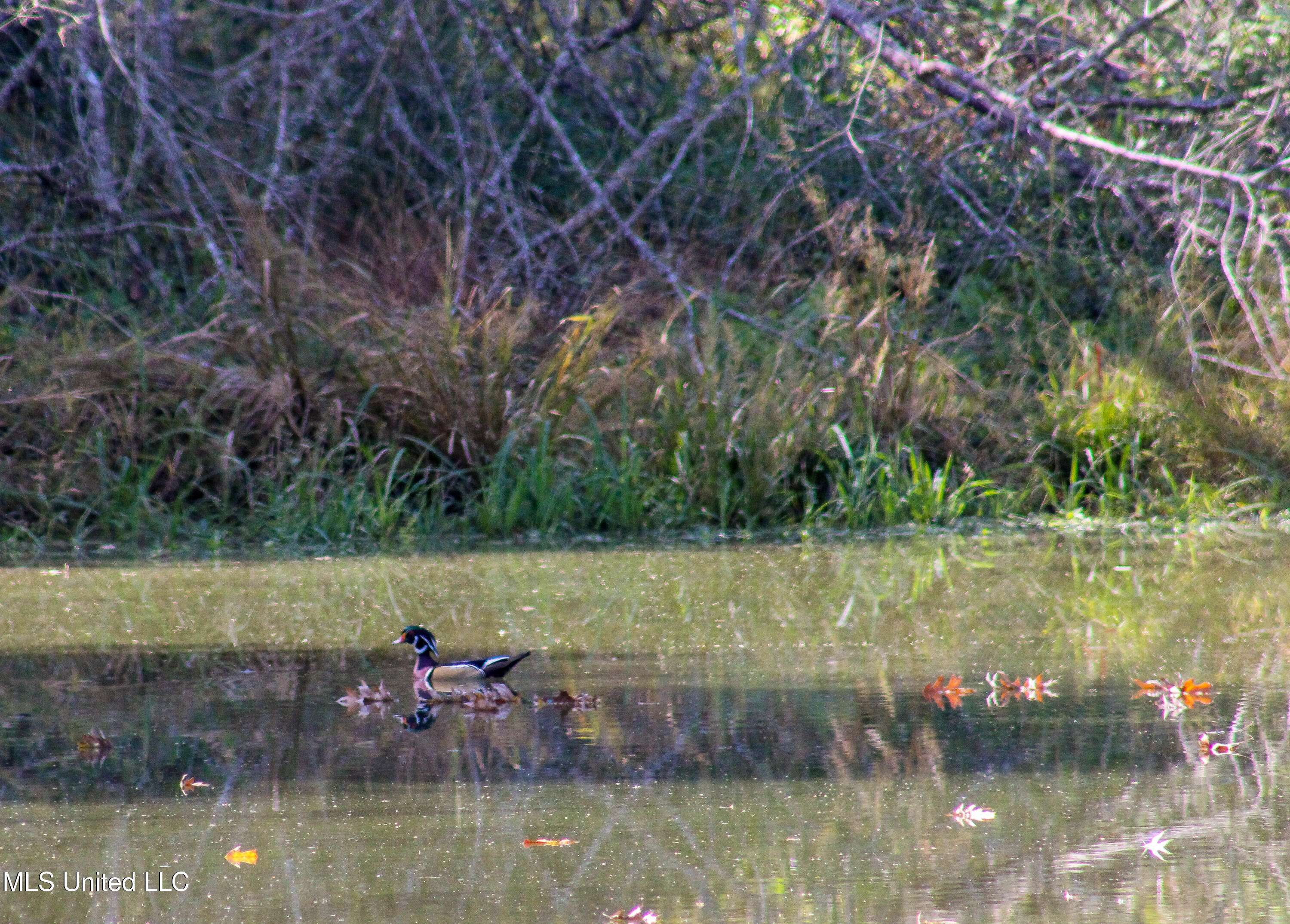 636 Livingston Vernon Road Flora, MS 39071 - Photo 7 of 27 IMG_0707-2