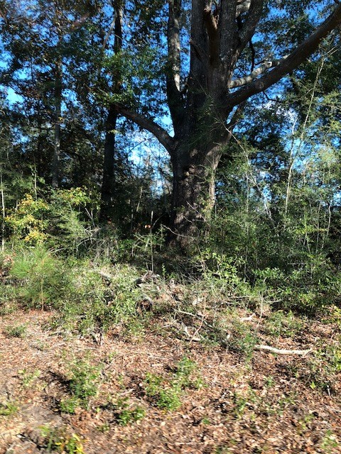 0 Highway 52 Slocomb, AL 36375 - Photo 5 of 12