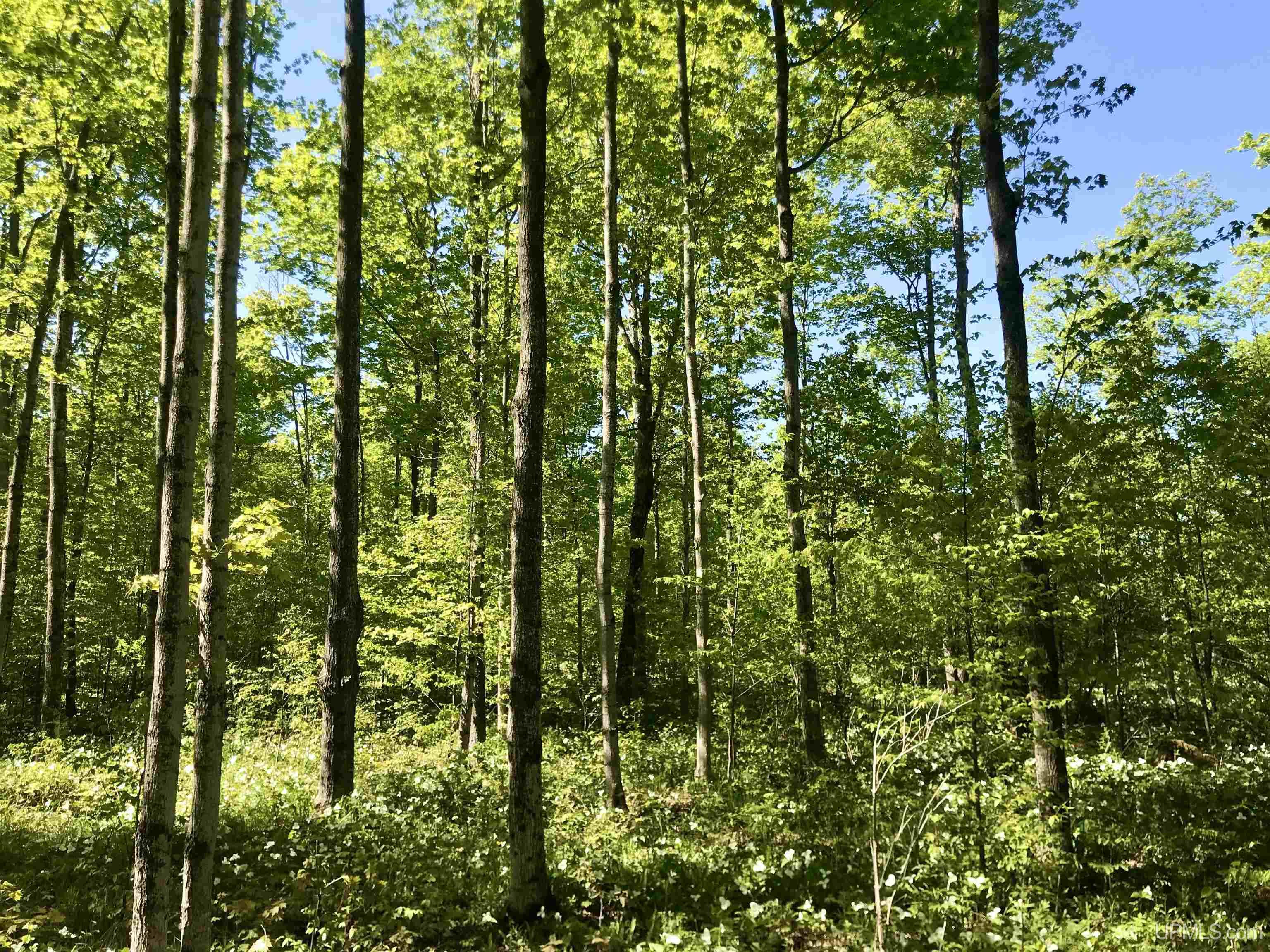 Tbd Tbd Storm Road Chatham, MI 49816 - Photo 4 of 11