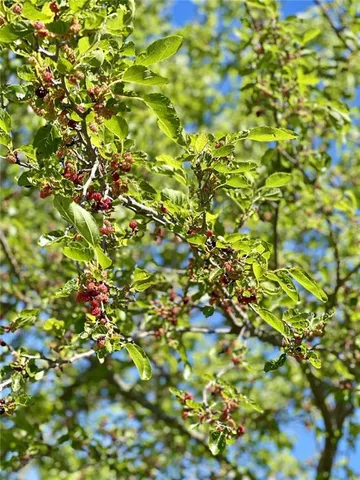 $449,900 | 48451 Club Road, Milan, MO 63556