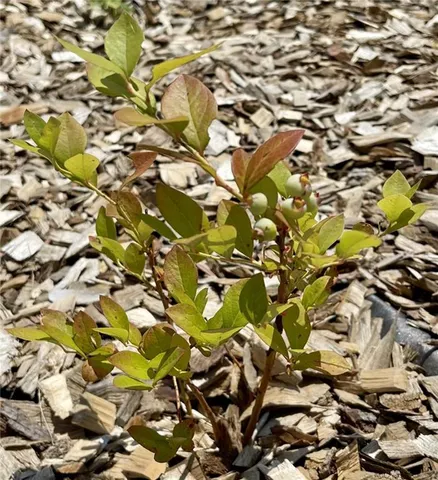 $449,900 | 48451 Club Road, Milan, MO 63556