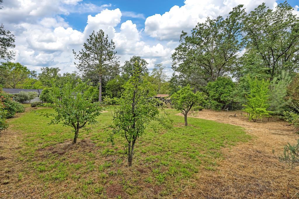 6689 Rhodes Avenue Placerville, CA 95667 - Photo 45 of 60 a view of a yard with large trees