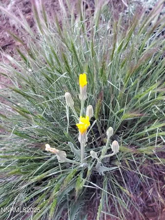 a view of a plants with a yard