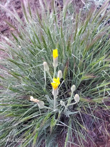 a view of a plants with a yard