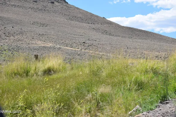 a view of a dry yard with trees