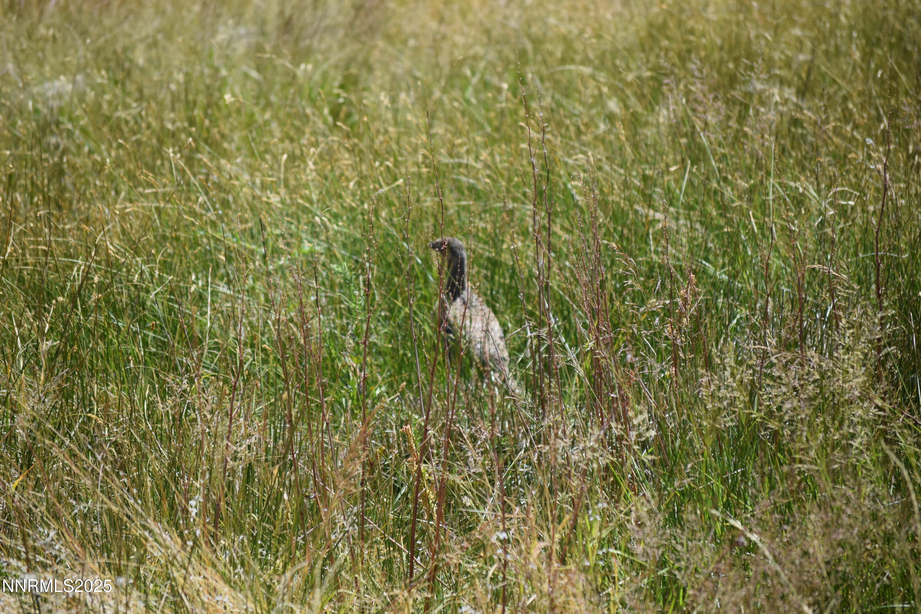 3306 High Rock Road Reno, NV 89510 - Photo 20 of 43 a close view of a bathroom