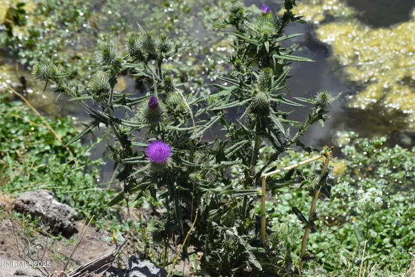 a view of a garden