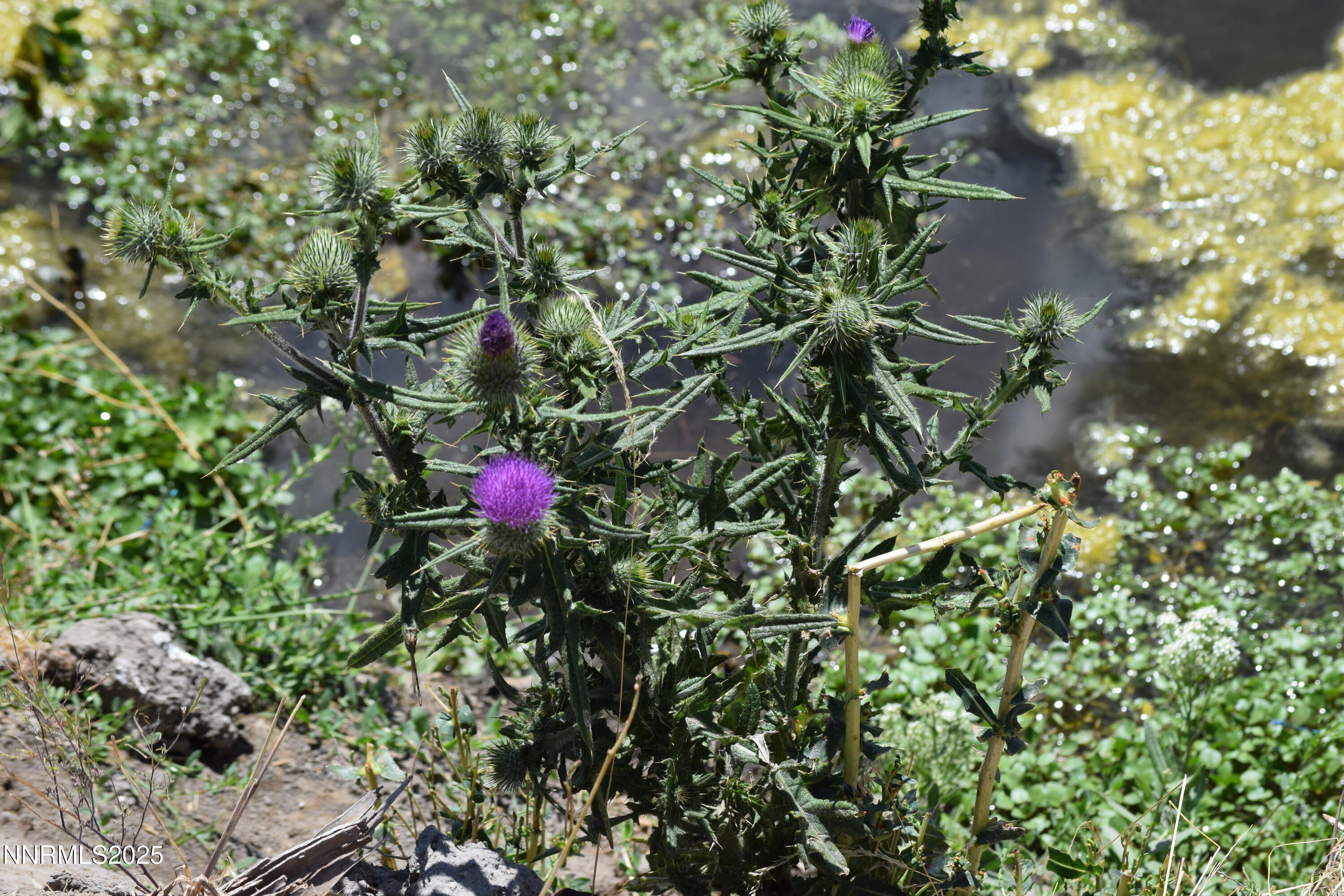 3306 High Rock Road Reno, NV 89510 - Photo 25 of 43 a picture of flowers