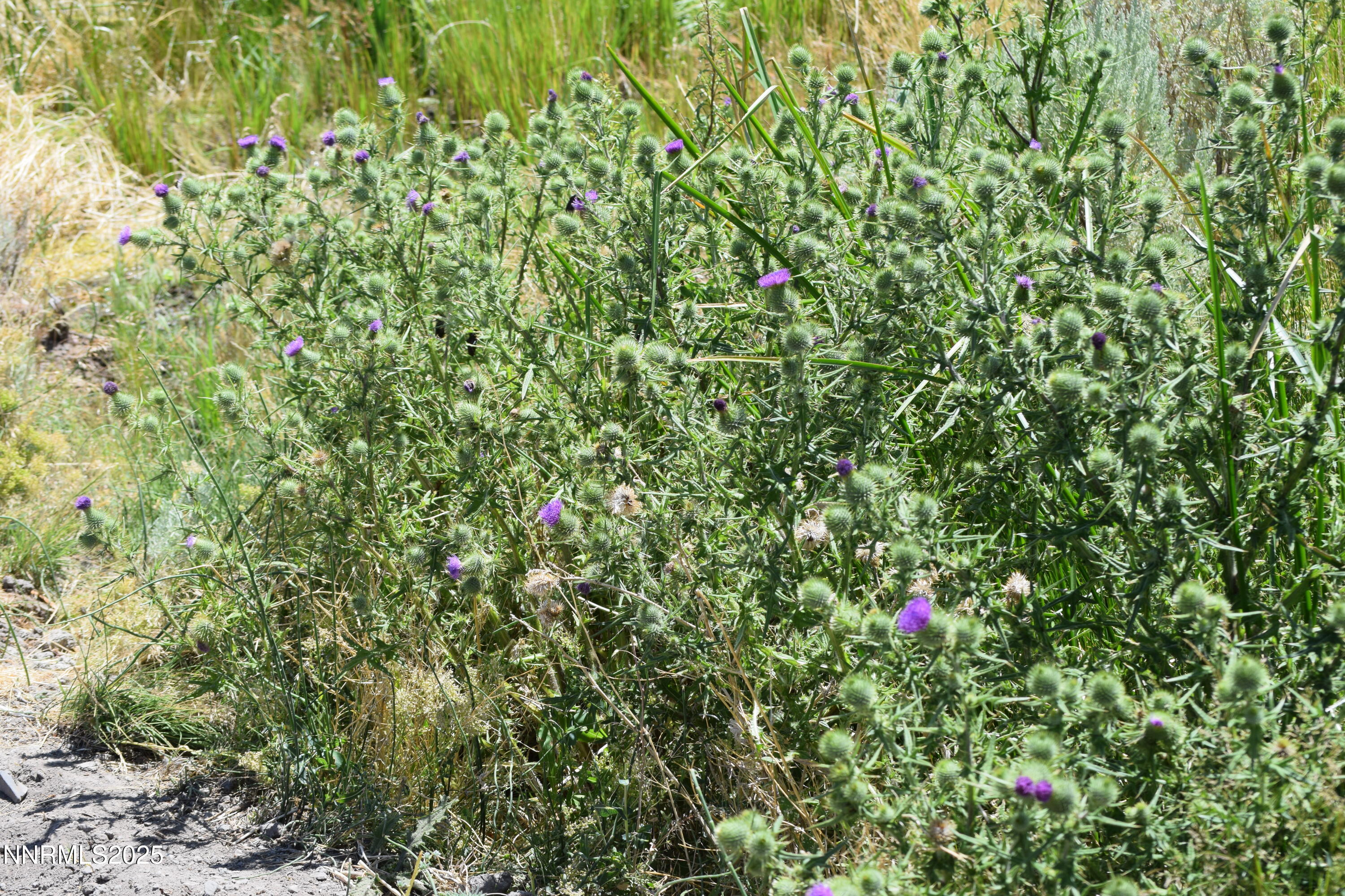 3306 High Rock Road Reno, NV 89510 - Photo 26 of 43 a small yard with white walls and a potted plant