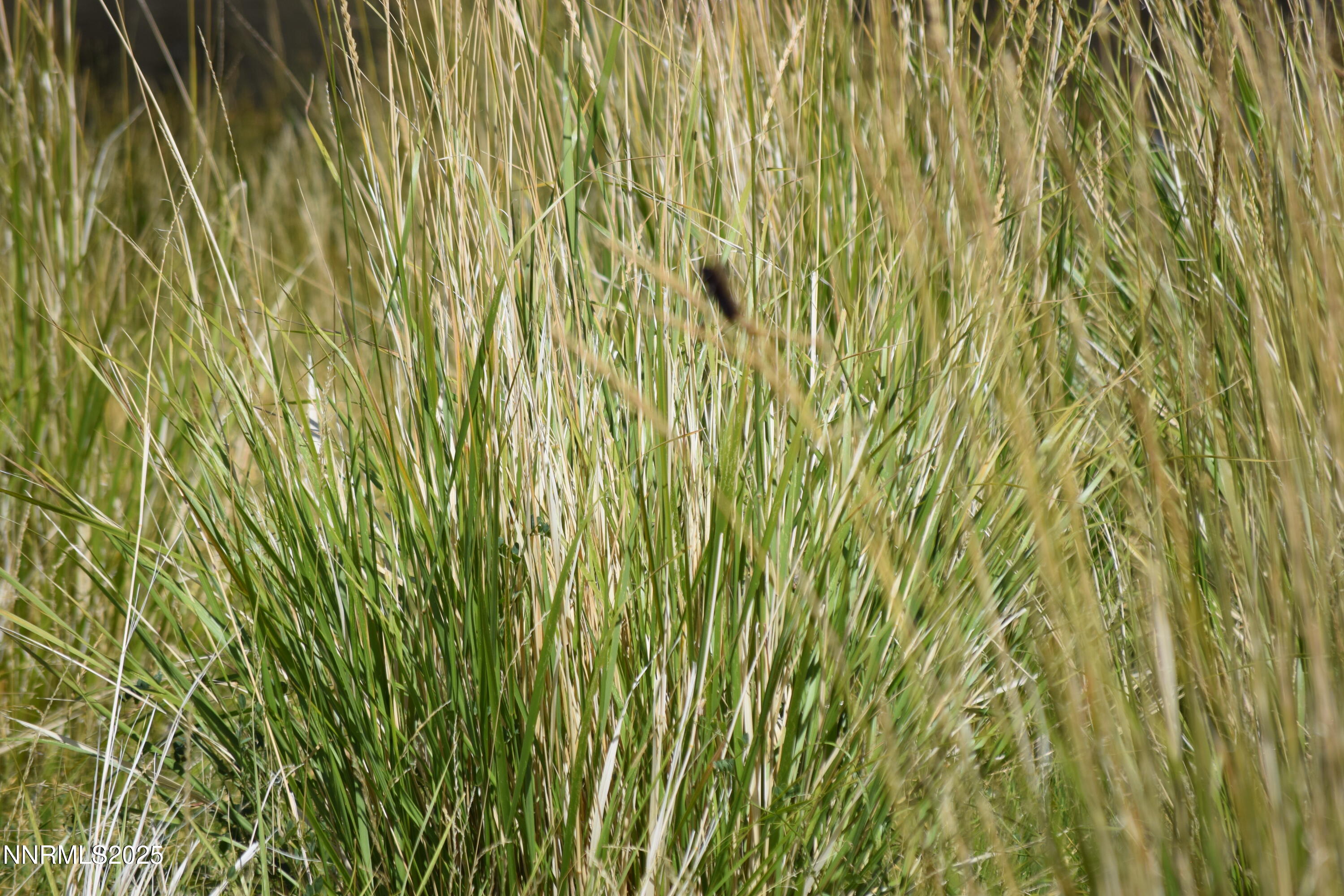 3306 High Rock Road Reno, NV 89510 - Photo 27 of 43 a view of a garden