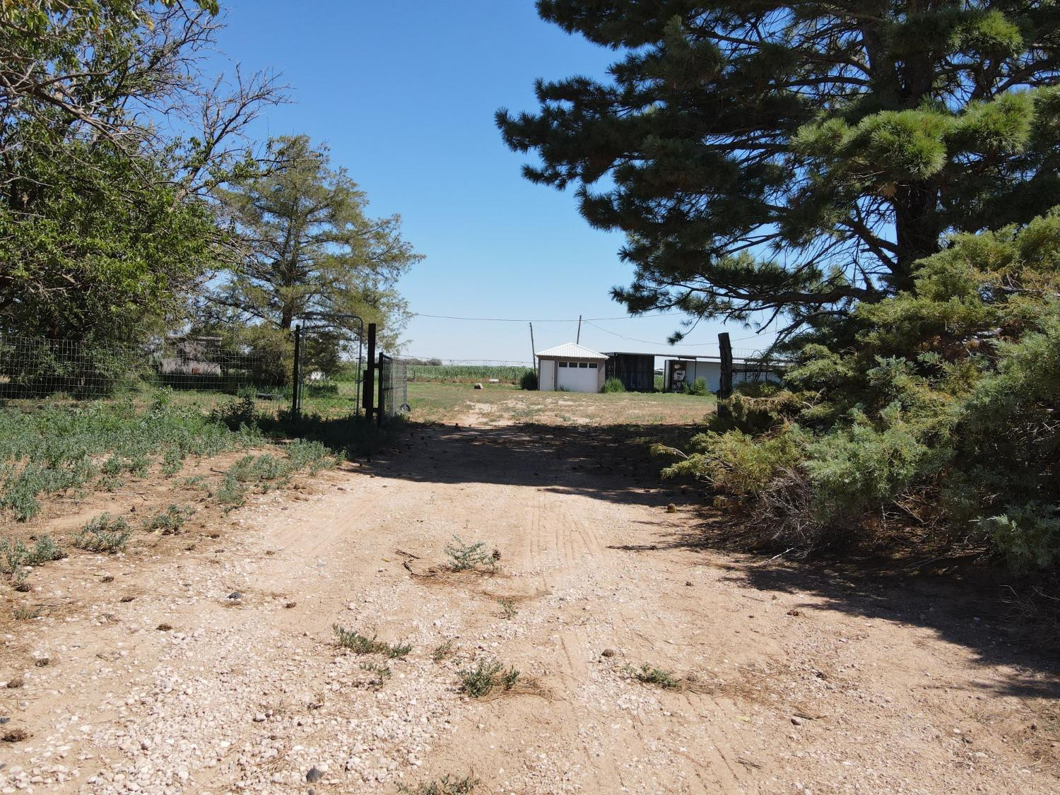 615 Highway 84 Friona, TX 79035 - Photo 38 of 41 a view of dirt yard with a large tree