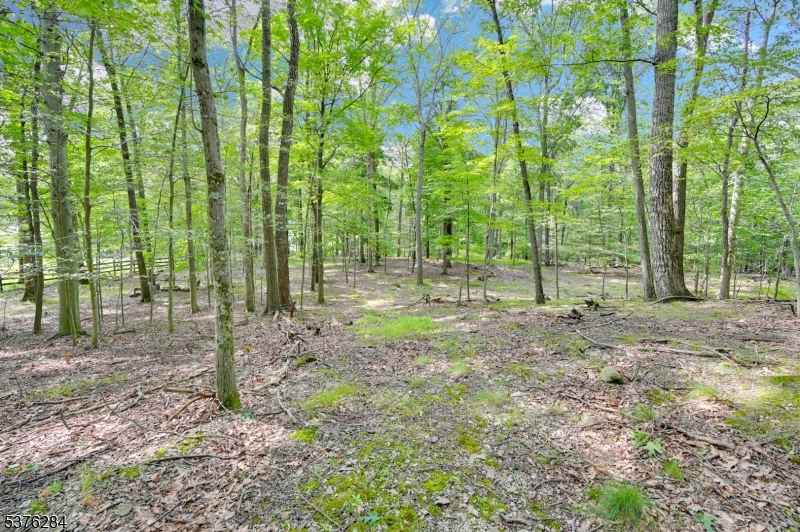 51 Paulinskill Lake Road Newton, NJ 07860 - Photo 4 of 14 a view of outdoor space with trees