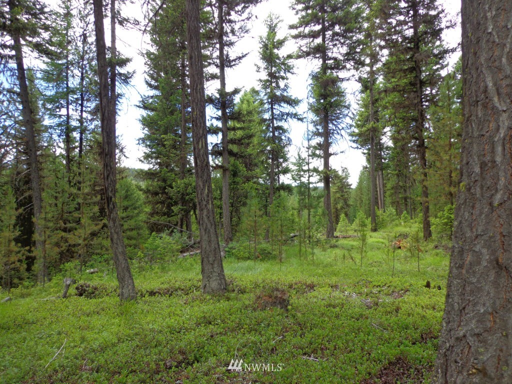 -tbd Gardner Creek Road Republic, WA 99166 - Photo 1 of 22 a view of a lush green forest