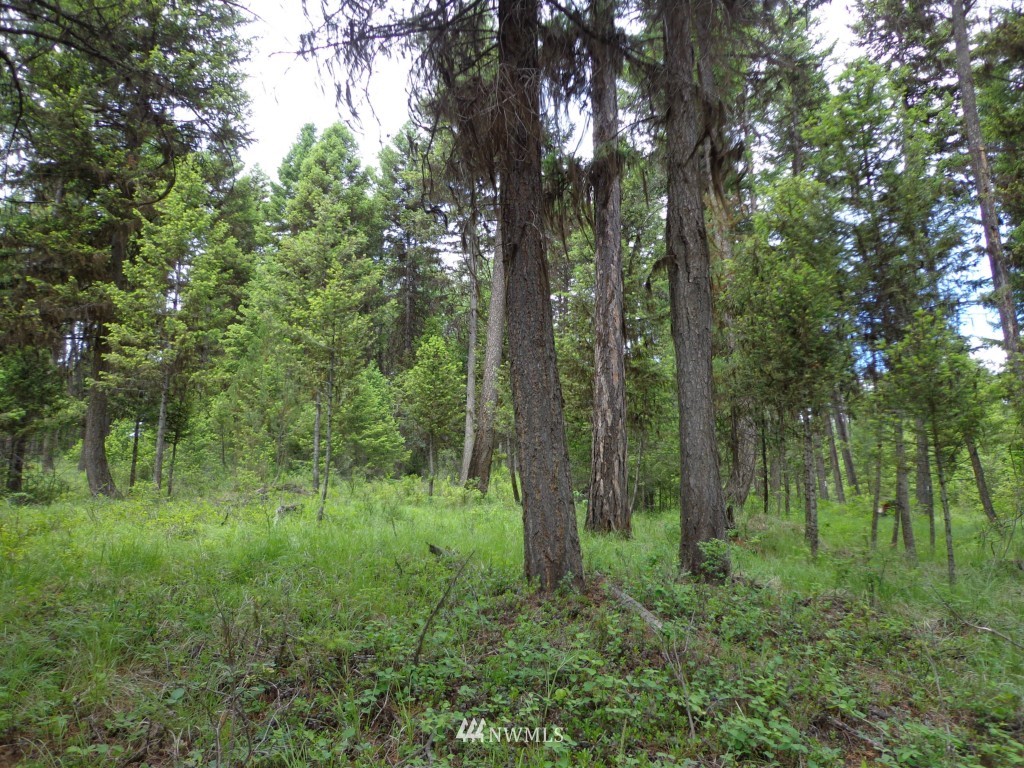 -tbd Gardner Creek Road Republic, WA 99166 - Photo 2 of 22 a view of a lush green forest