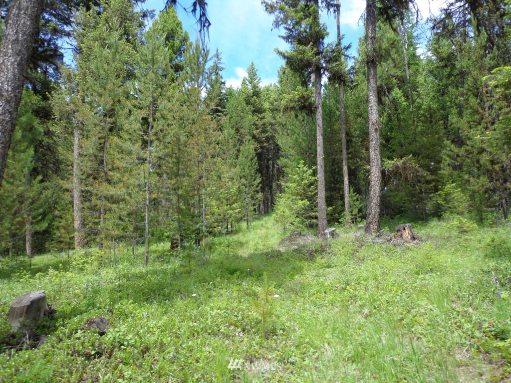 -tbd Gardner Creek Road Republic, WA 99166 - Photo 12 of 22 a view of lush green forest