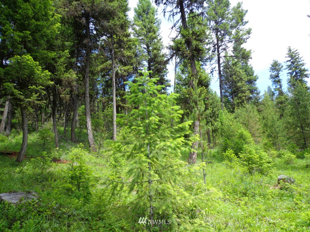 -tbd Gardner Creek Road Republic, WA 99166 - Photo 14 of 22 a view of a lush green forest