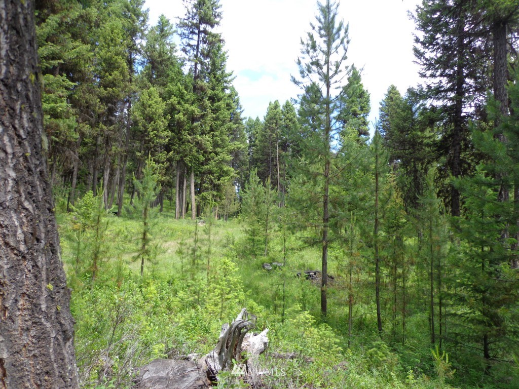 -tbd Gardner Creek Road Republic, WA 99166 - Photo 17 of 22 a view of a lush green forest
