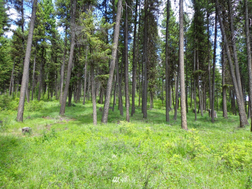 -tbd Gardner Creek Road Republic, WA 99166 - Photo 18 of 22 a view of a park that has large trees