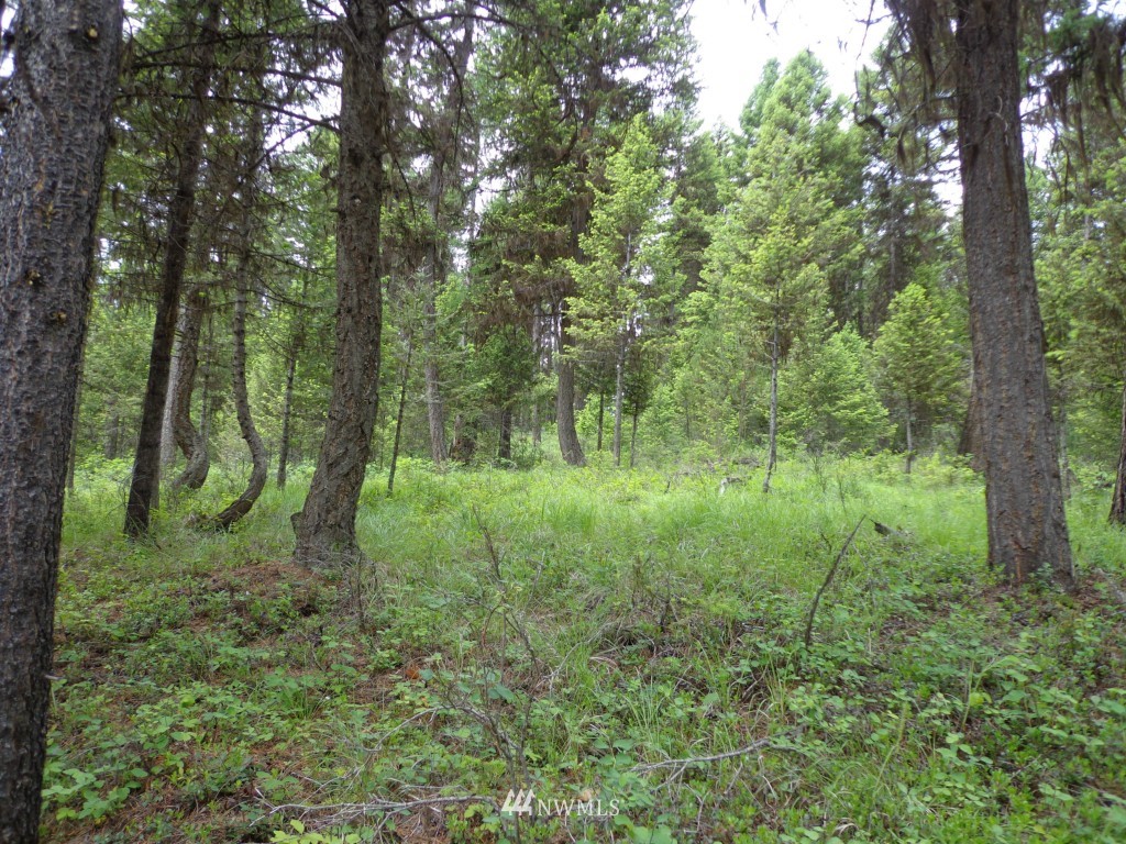 -tbd Gardner Creek Road Republic, WA 99166 - Photo 3 of 22 a big yard with lots of green space and trees
