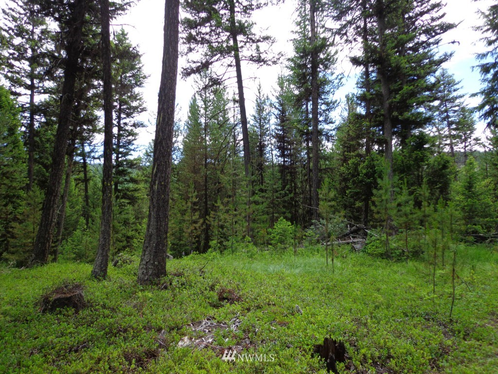 -tbd Gardner Creek Road Republic, WA 99166 - Photo 4 of 22 a view of a lush green forest