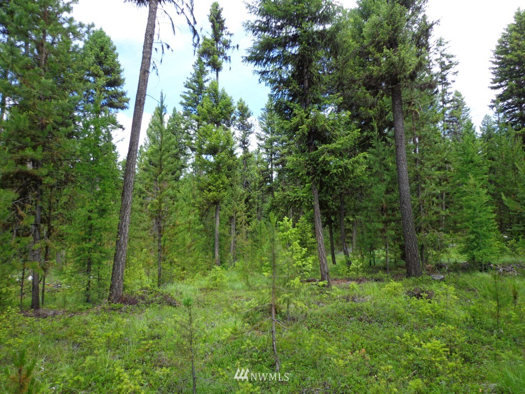 -tbd Gardner Creek Road Republic, WA 99166 - Photo 9 of 22 a view of a lush green forest